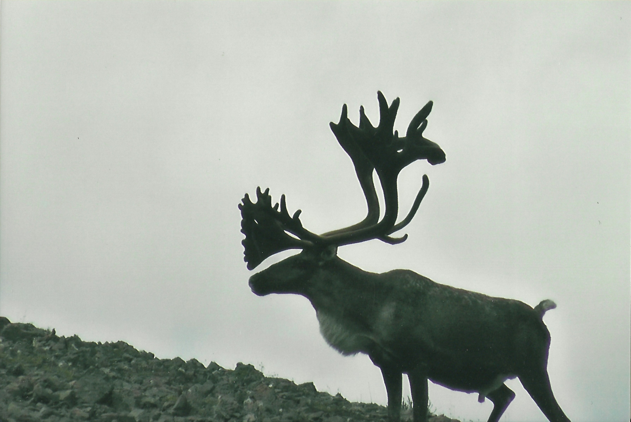 Vadászat Kanadában