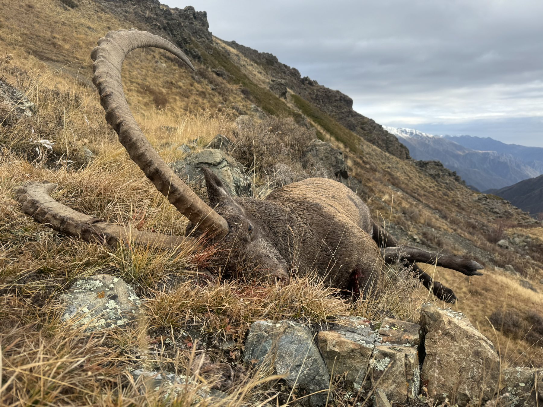 Kazahsztán, vadászterület, maral