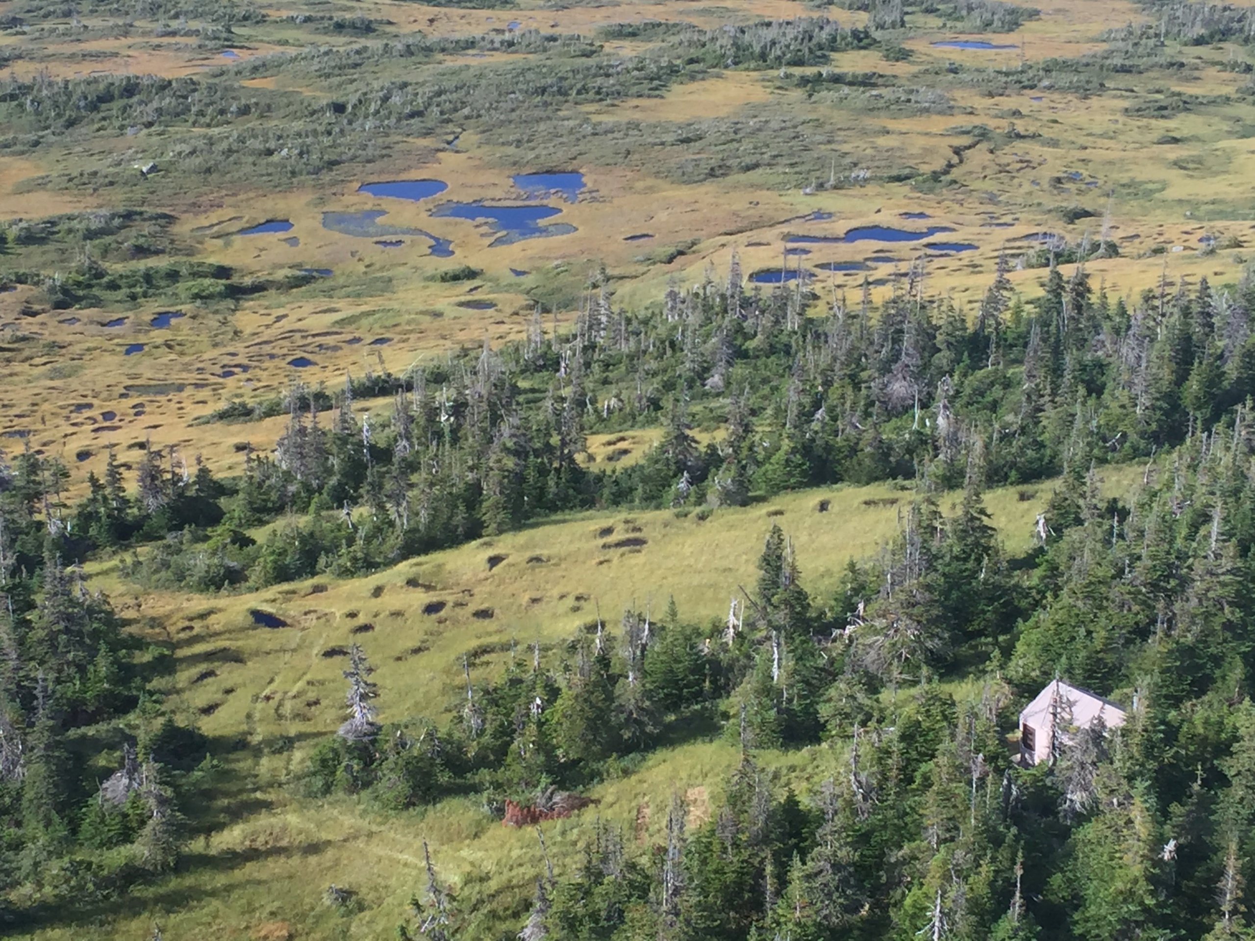Erdei karibu vadászat