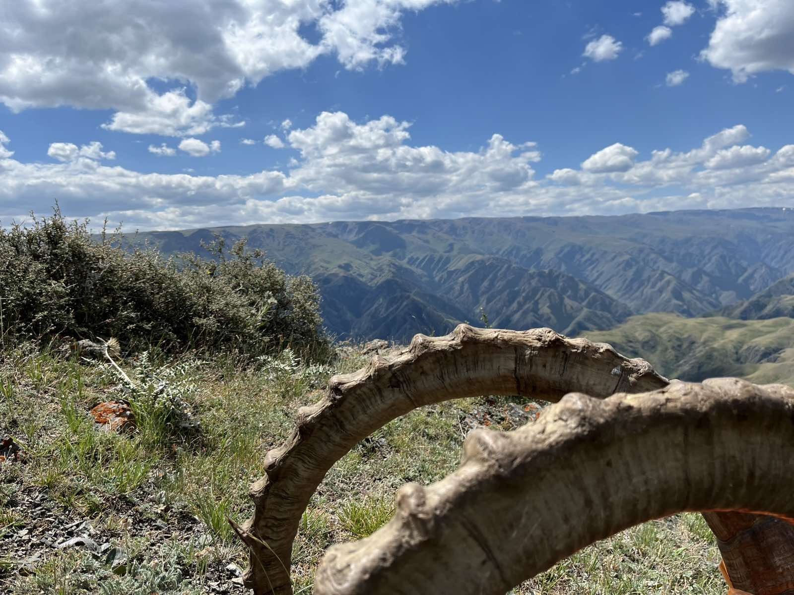 Kazahsztán kőszáli kecske