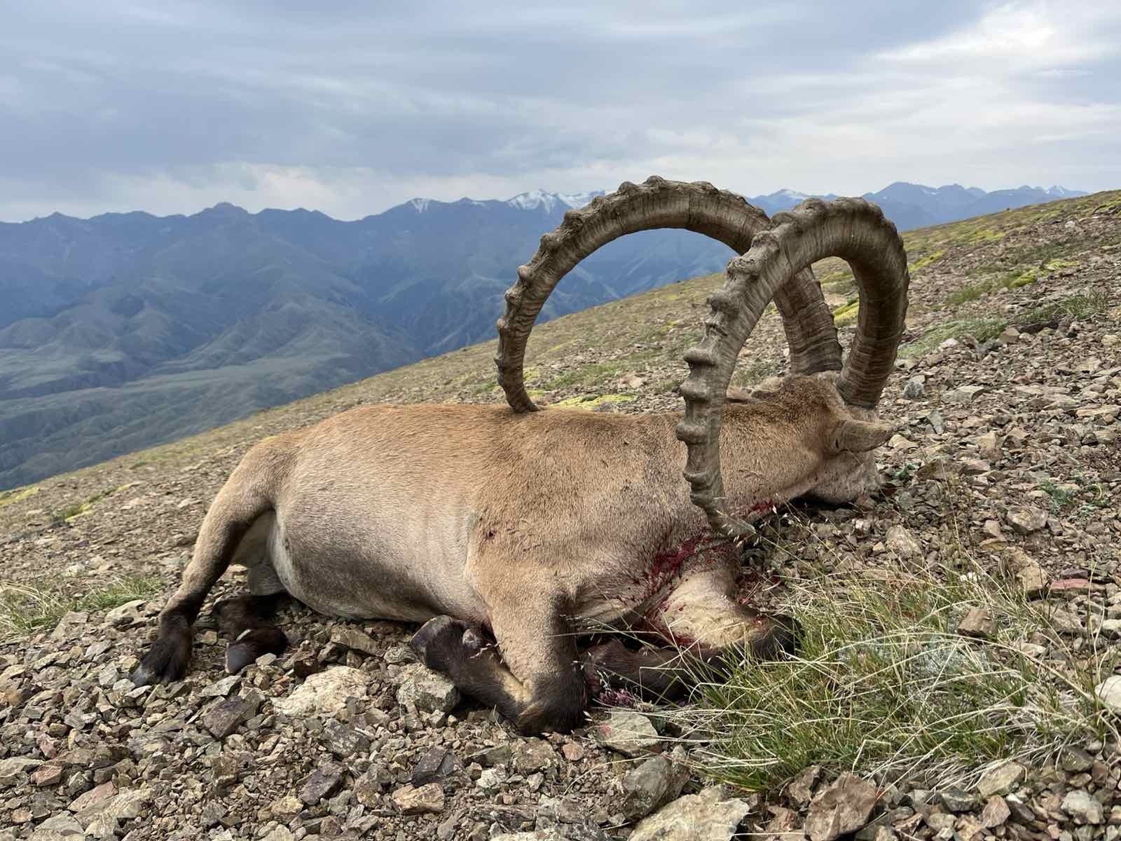 Kazahsztán kőszáli kecske