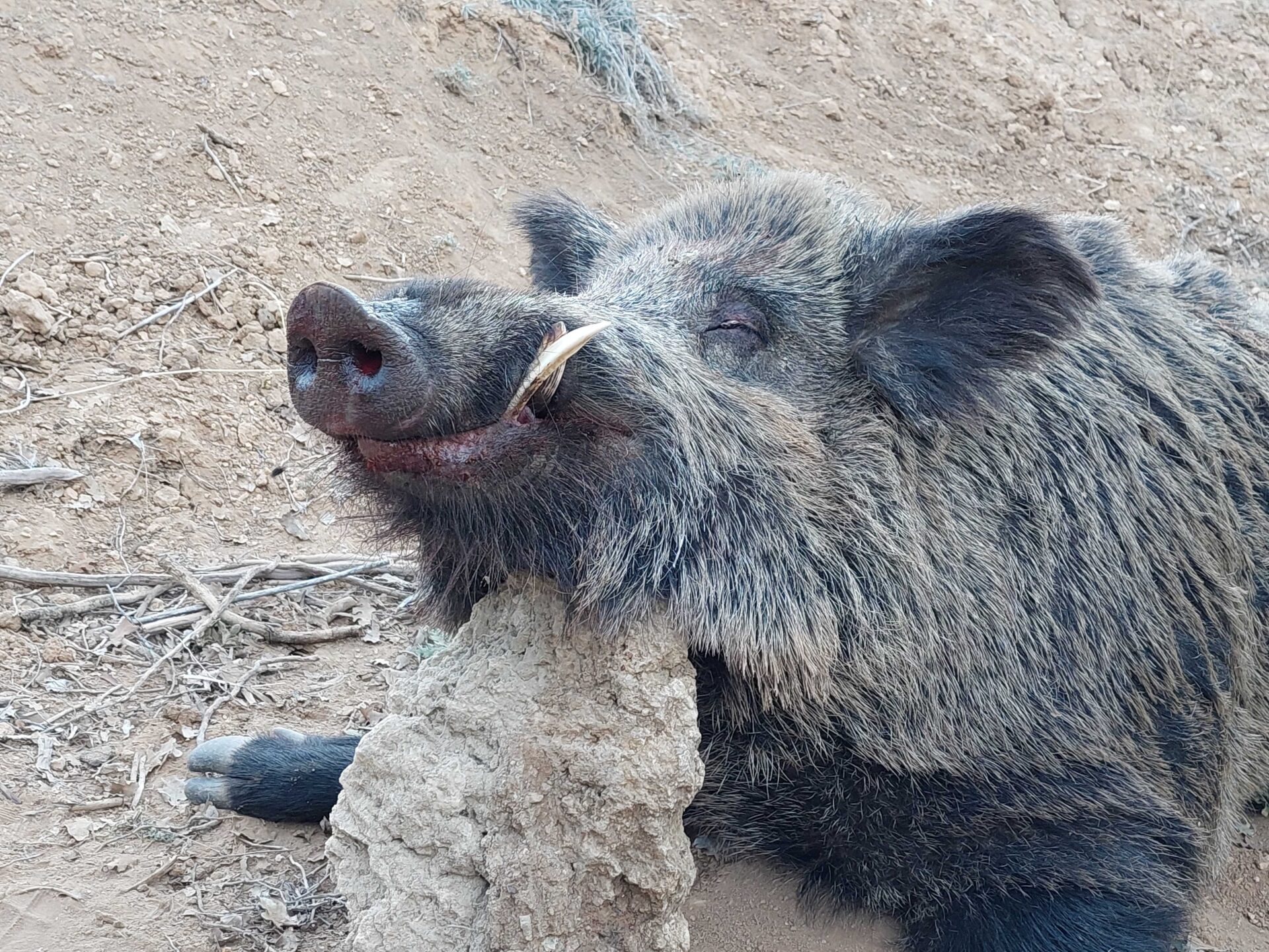 Törökország vadászat