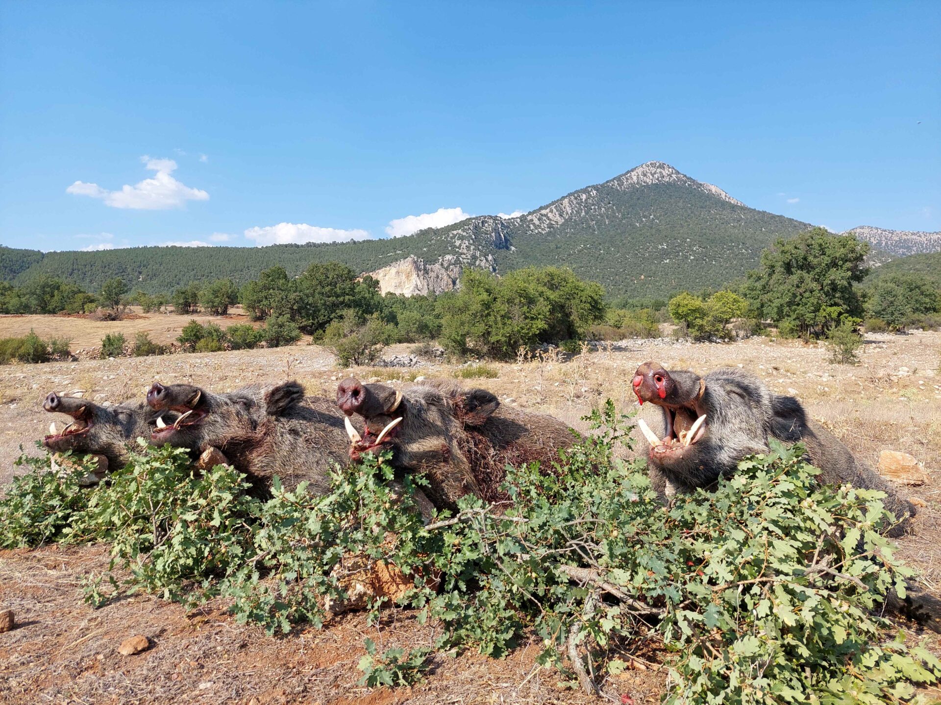 Törökország vaddisznó vadászat