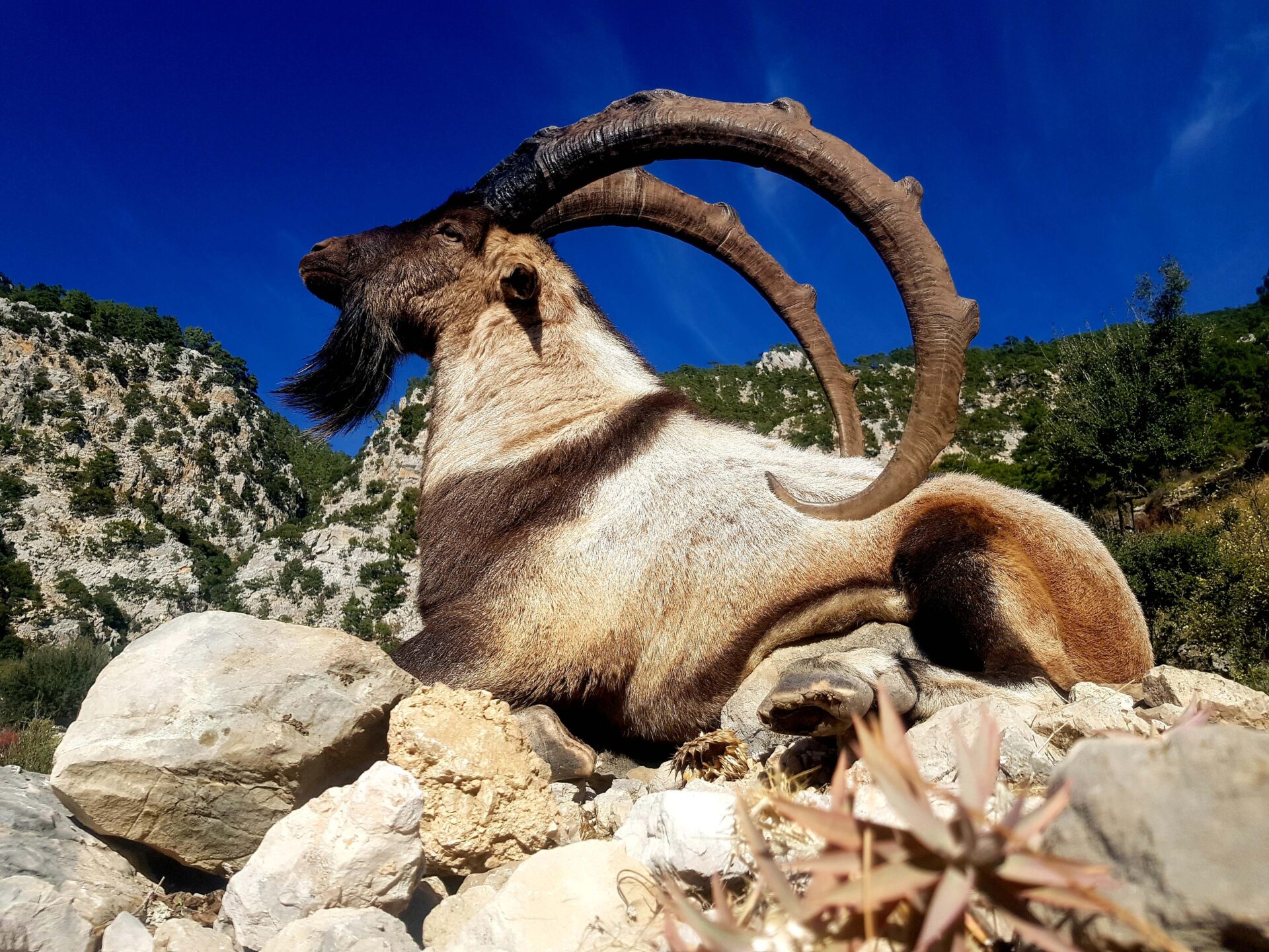 Törökország vadászat