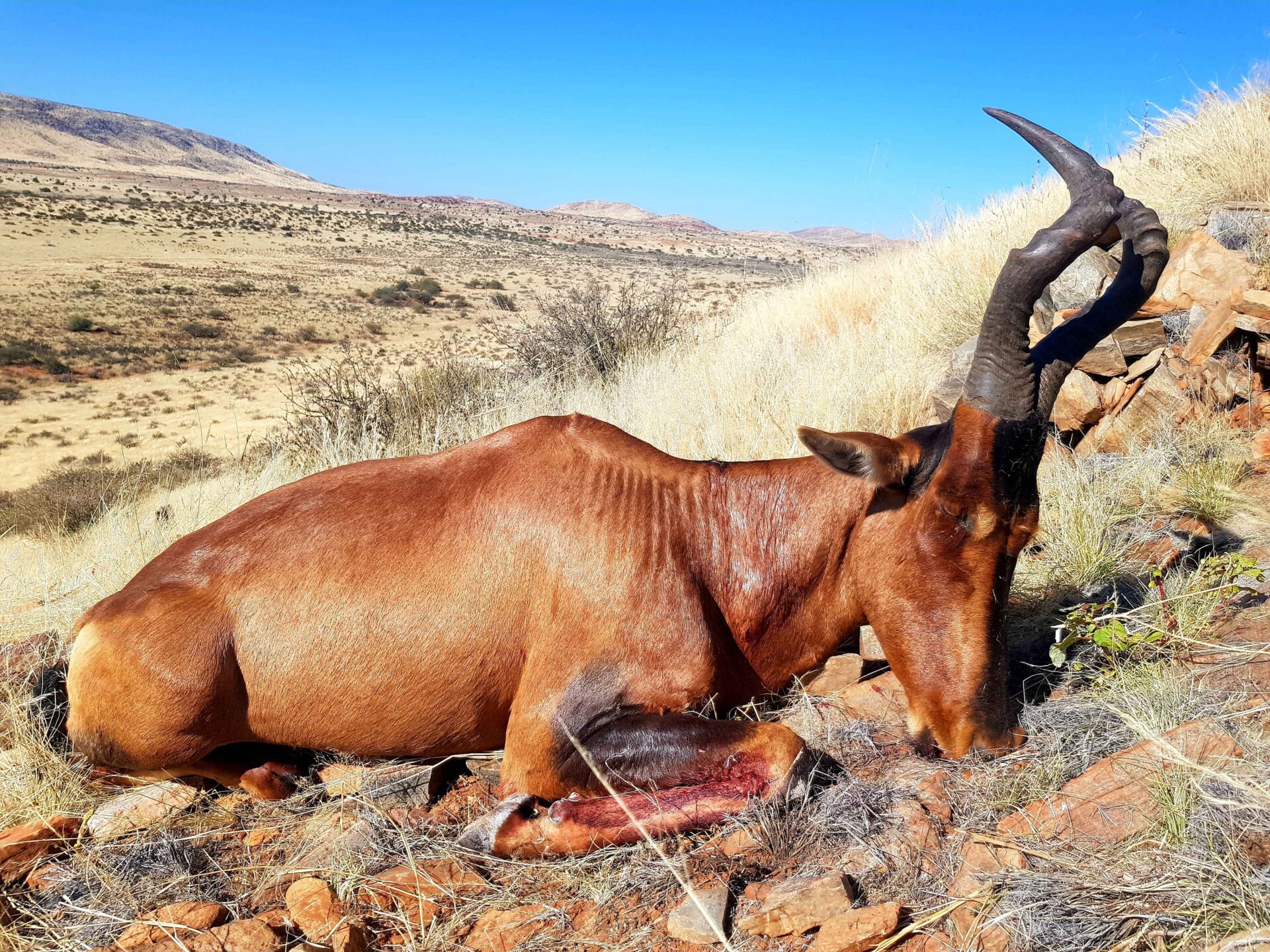 Dél-afrikai Köztársaság, vörös tehénantilop