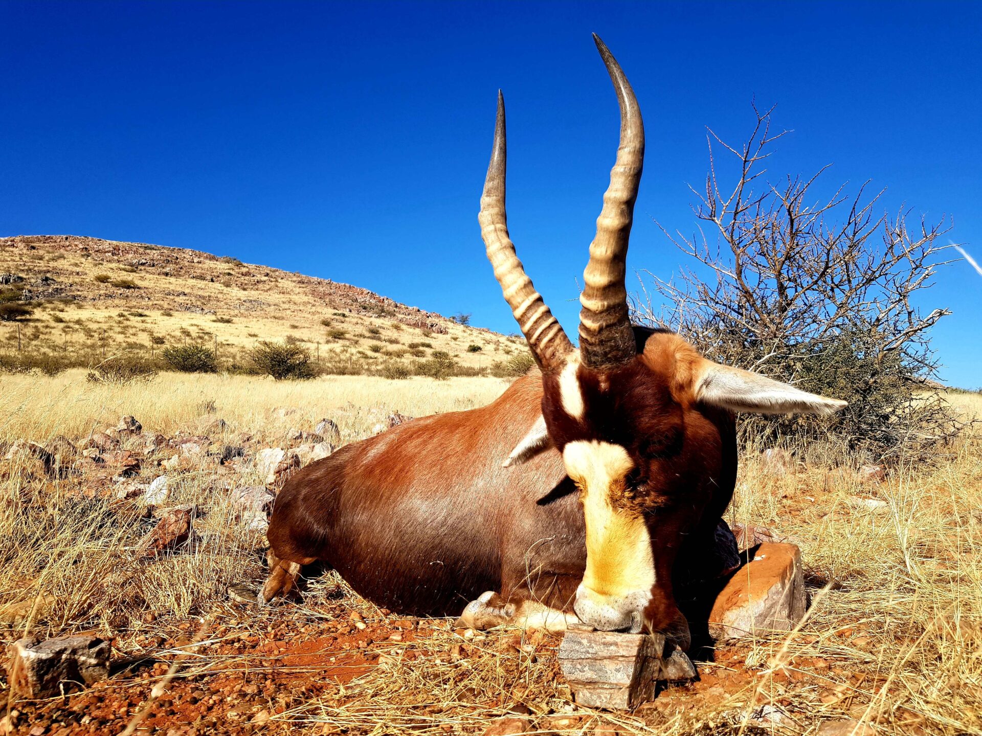 Dél-Afrika antilop vadászat