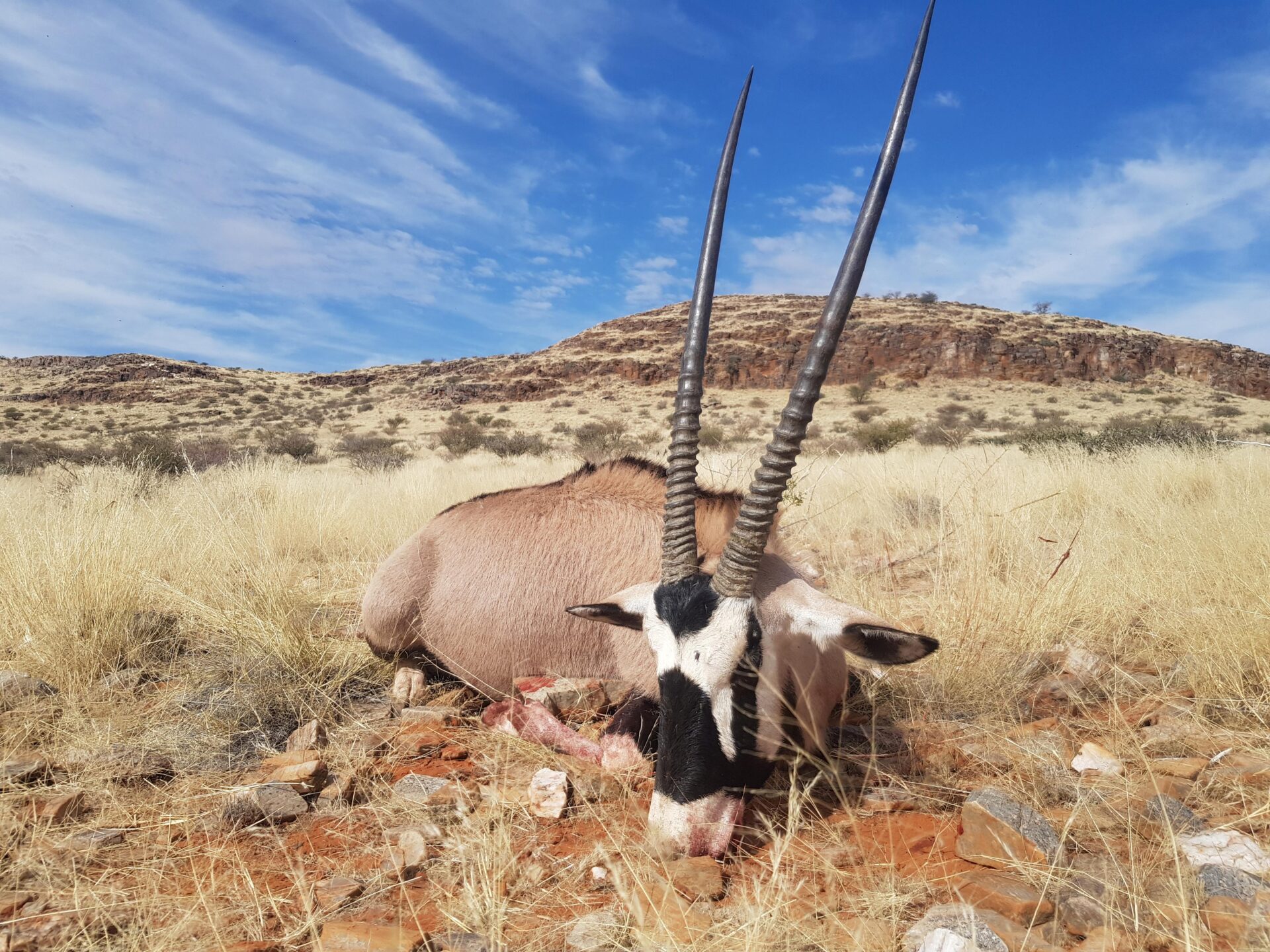 Dél-Afrika antilop vadászat