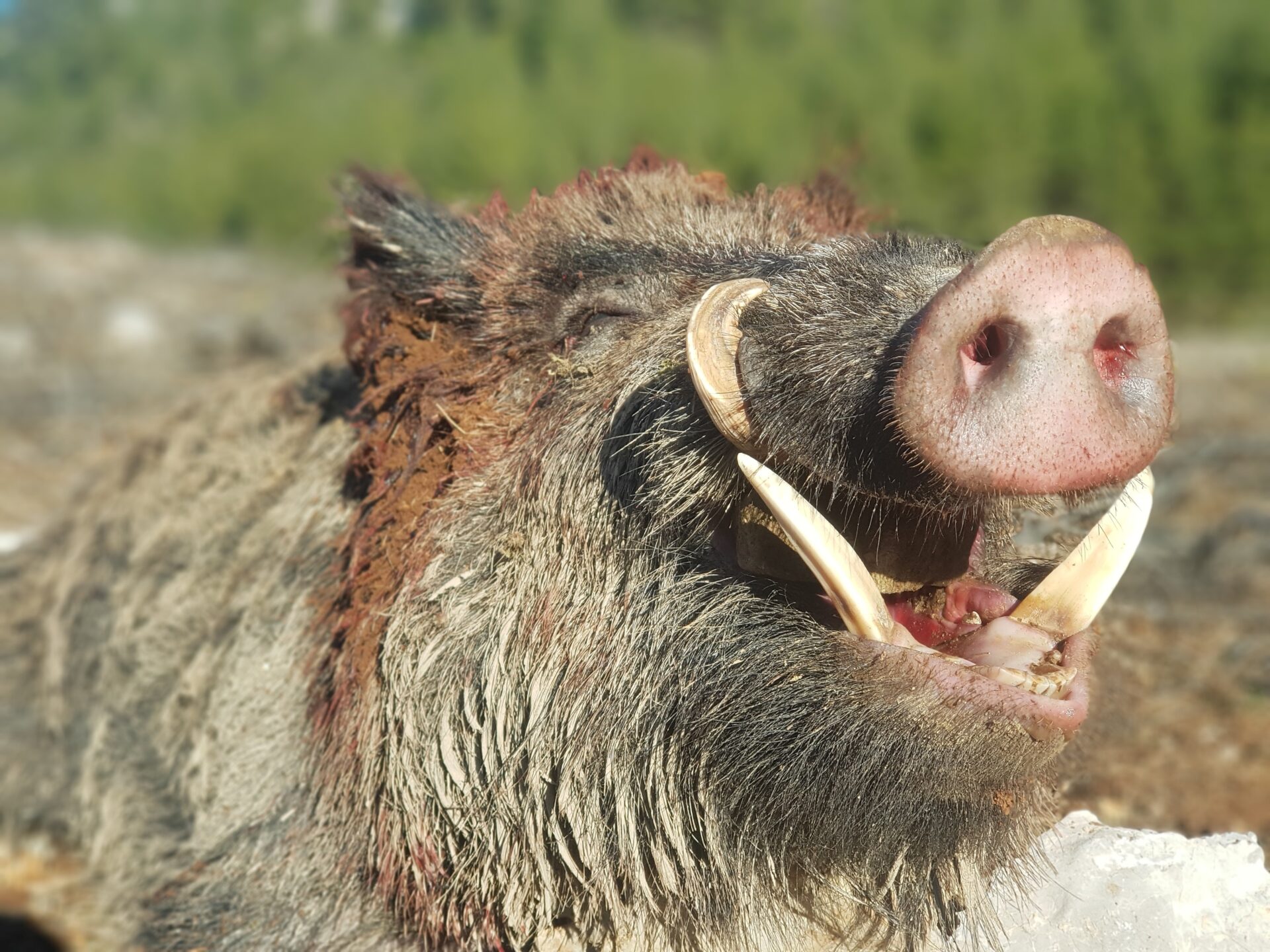 Törökország vaddisznó vadászat