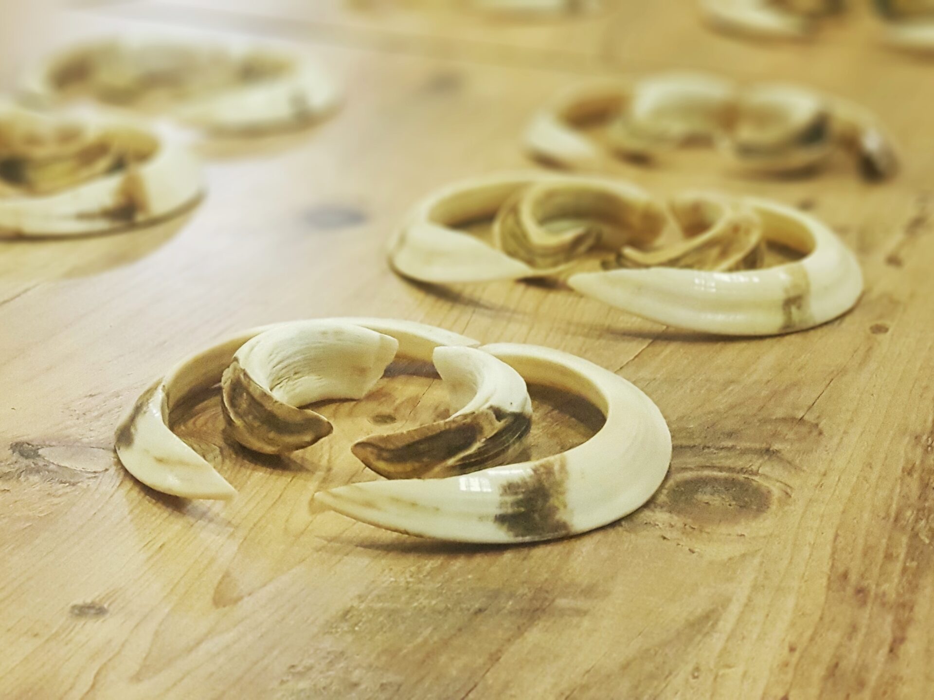 Törökország vaddisznó vadászat