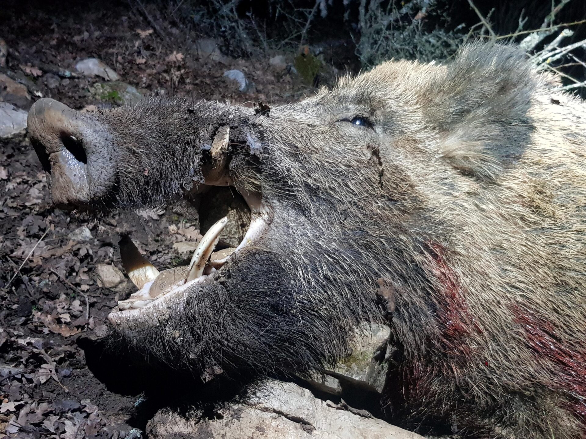 Törökország vaddisznó vadászat