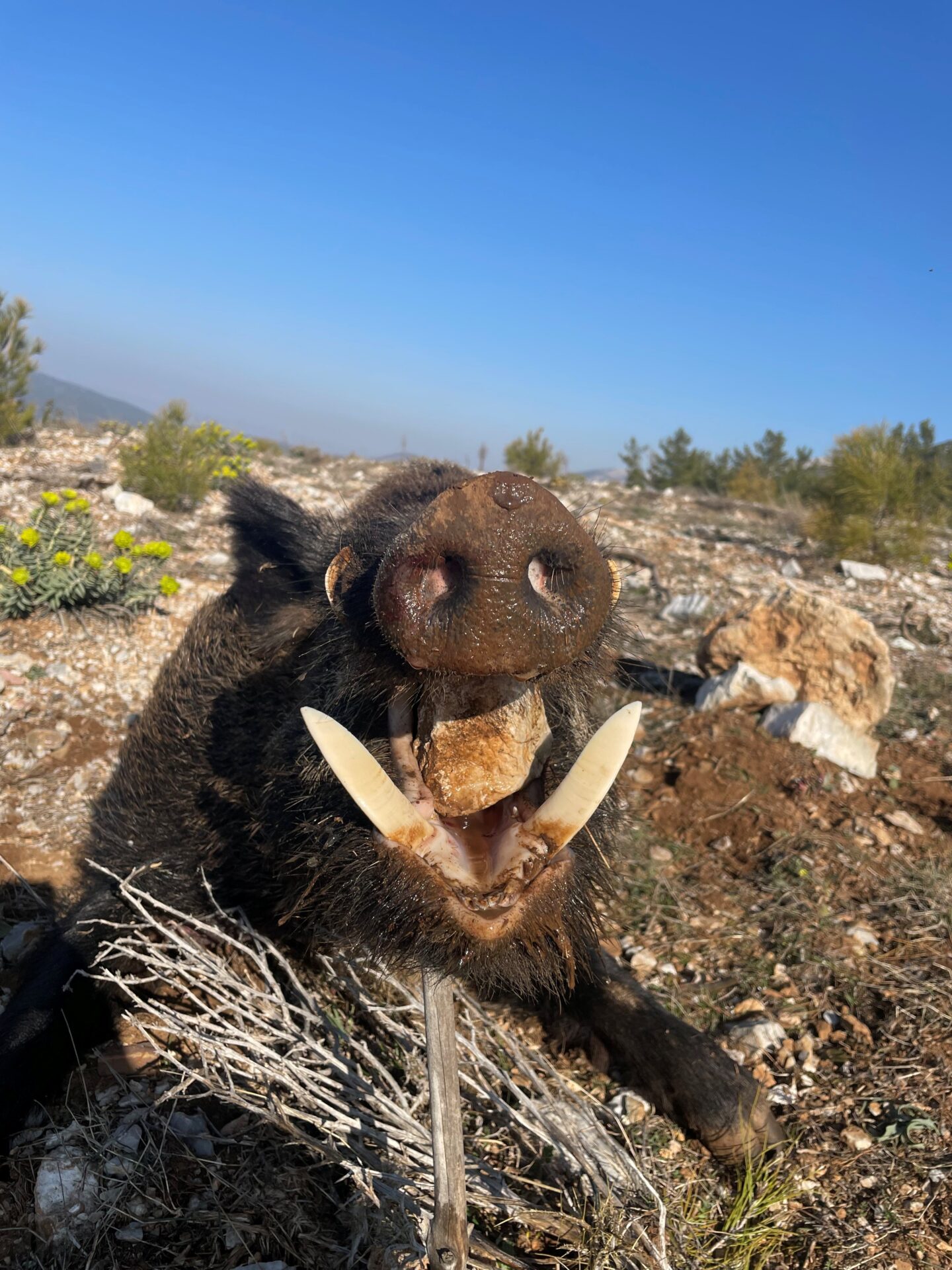 Törökország vadászat