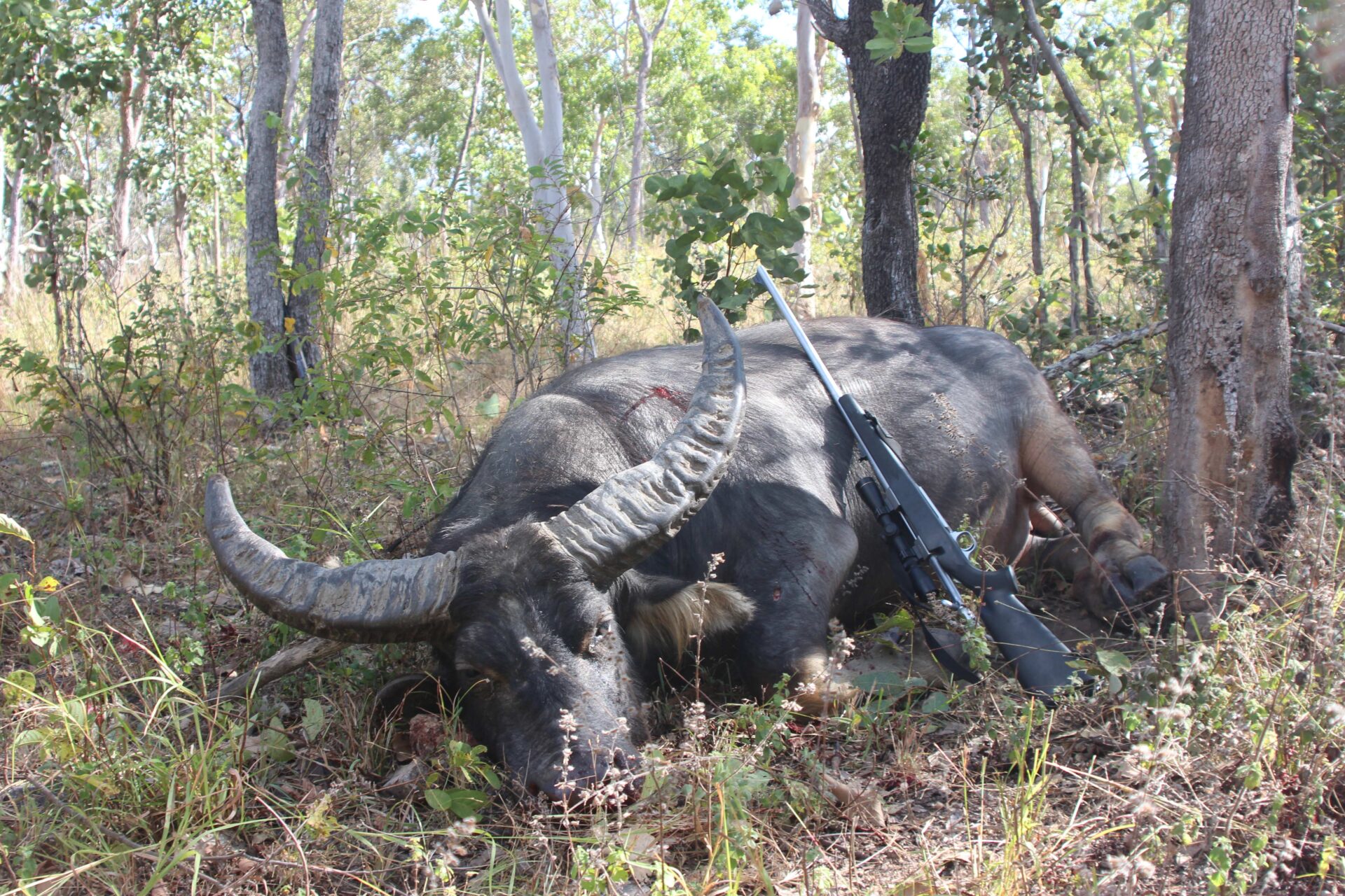 Ausztrália vízibivaly vadászat