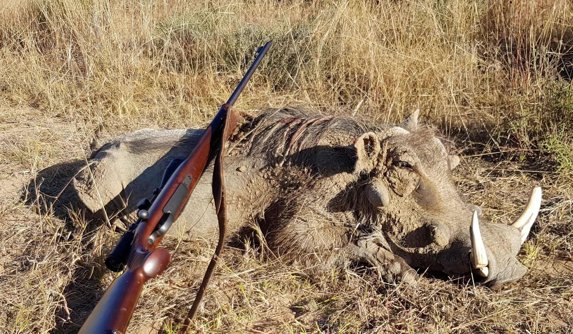Szabad területi vadászat Dél-Afrikában