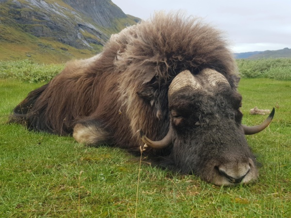 Pézsmatulok vadászat Grönlandon