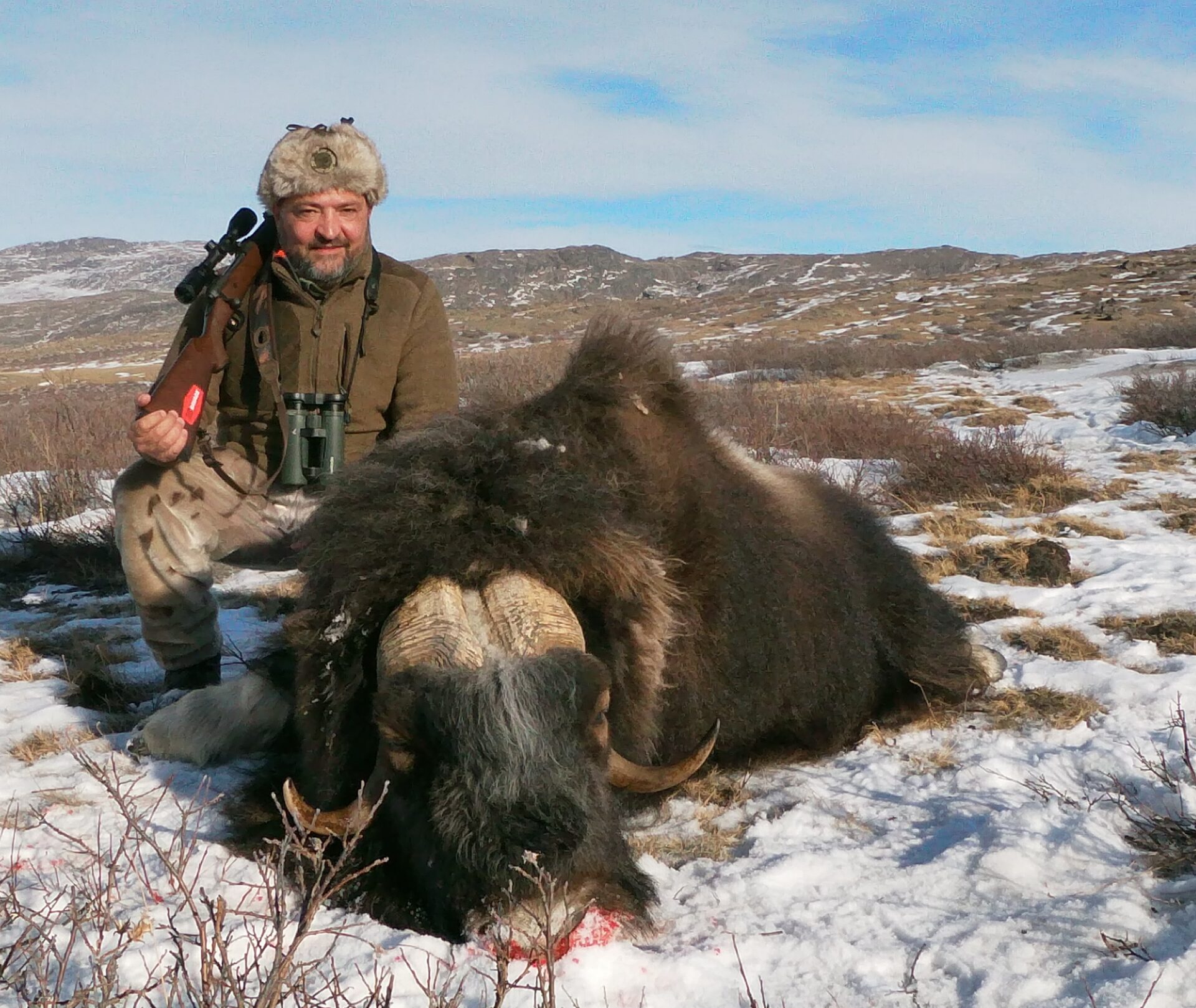 Grönland pézsmatulok vadászat