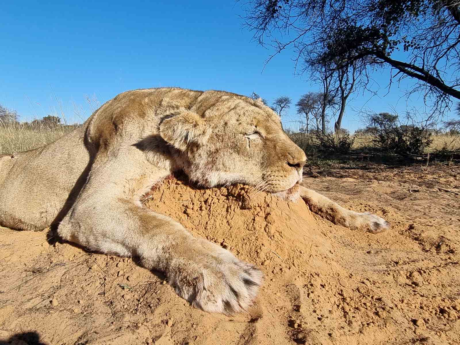 Dél-Afrika oroszlán vadászat