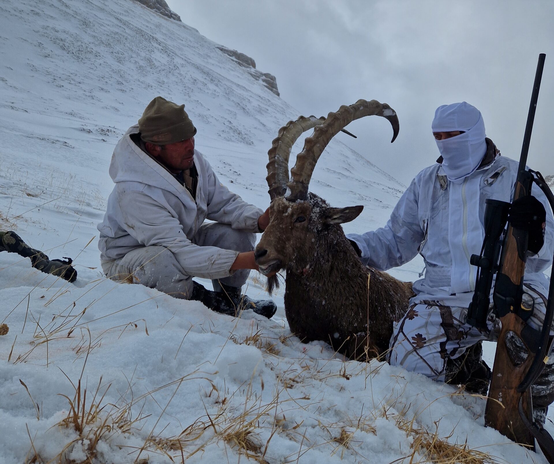 Kirgizisztán Kőszáli kecske