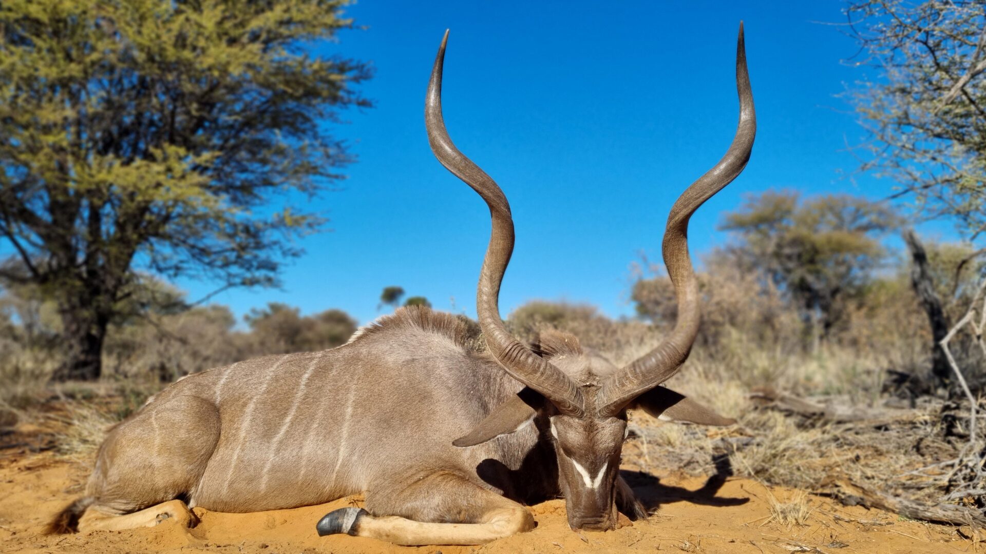Dél-Afrika antilop vadászat
