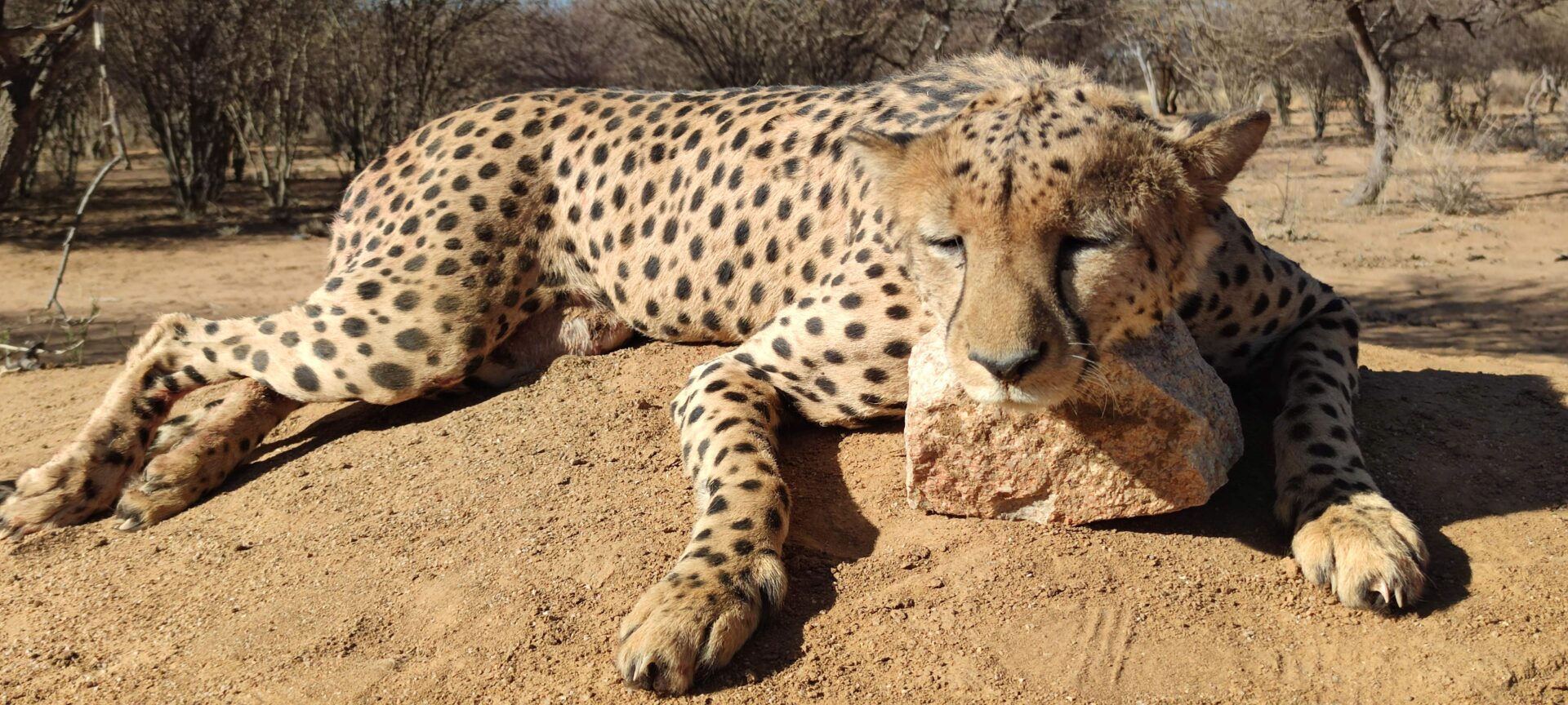 Namíbia oroszlán, leopárd, gepárd vadászat