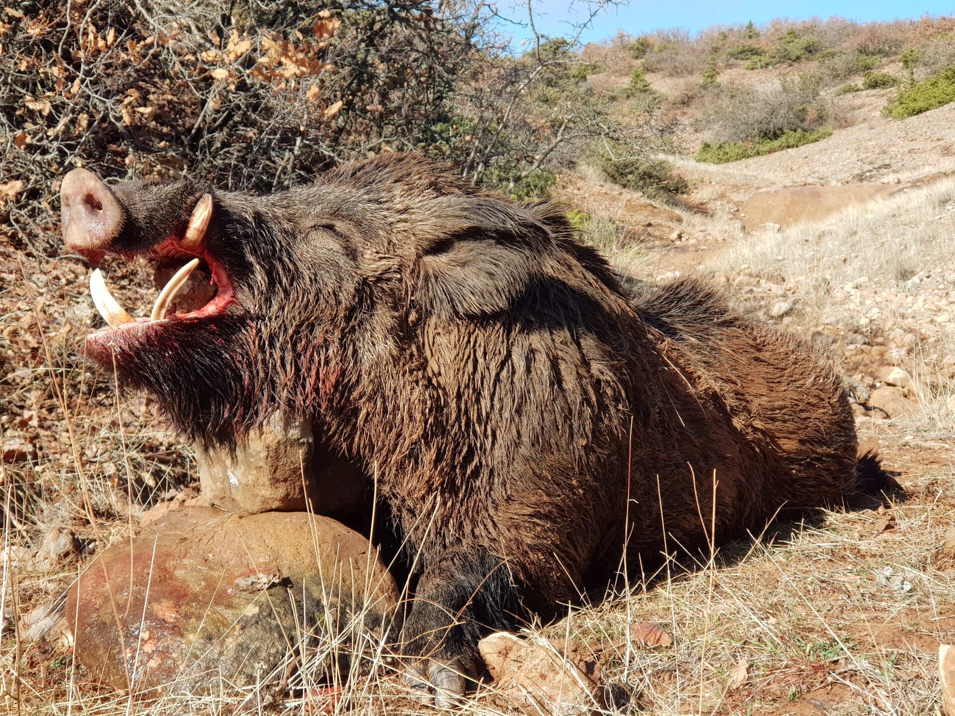 Törökország vaddisznó vadászat
