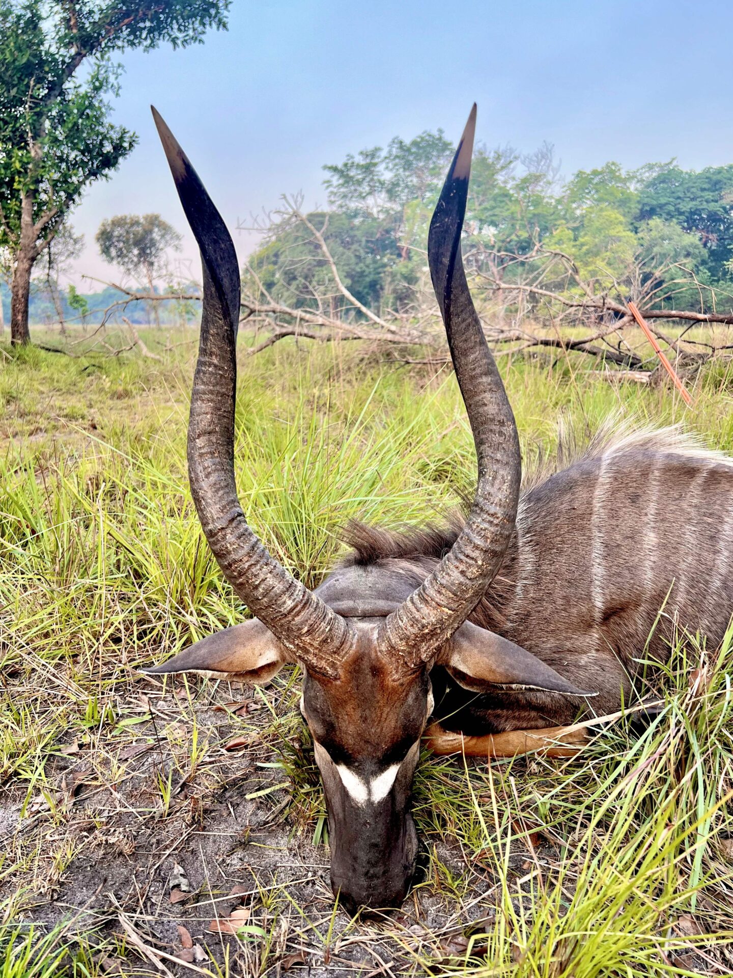 Mozambik kafferbivaly és antilop vadászat