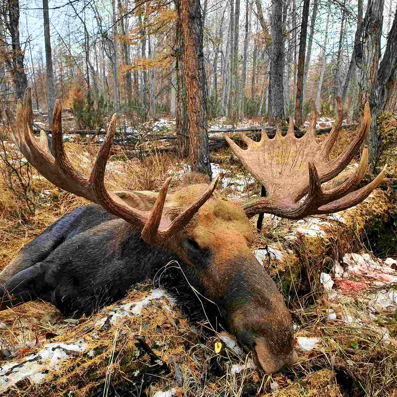 Oroszország, Magadan, jávorszarvas vadászat