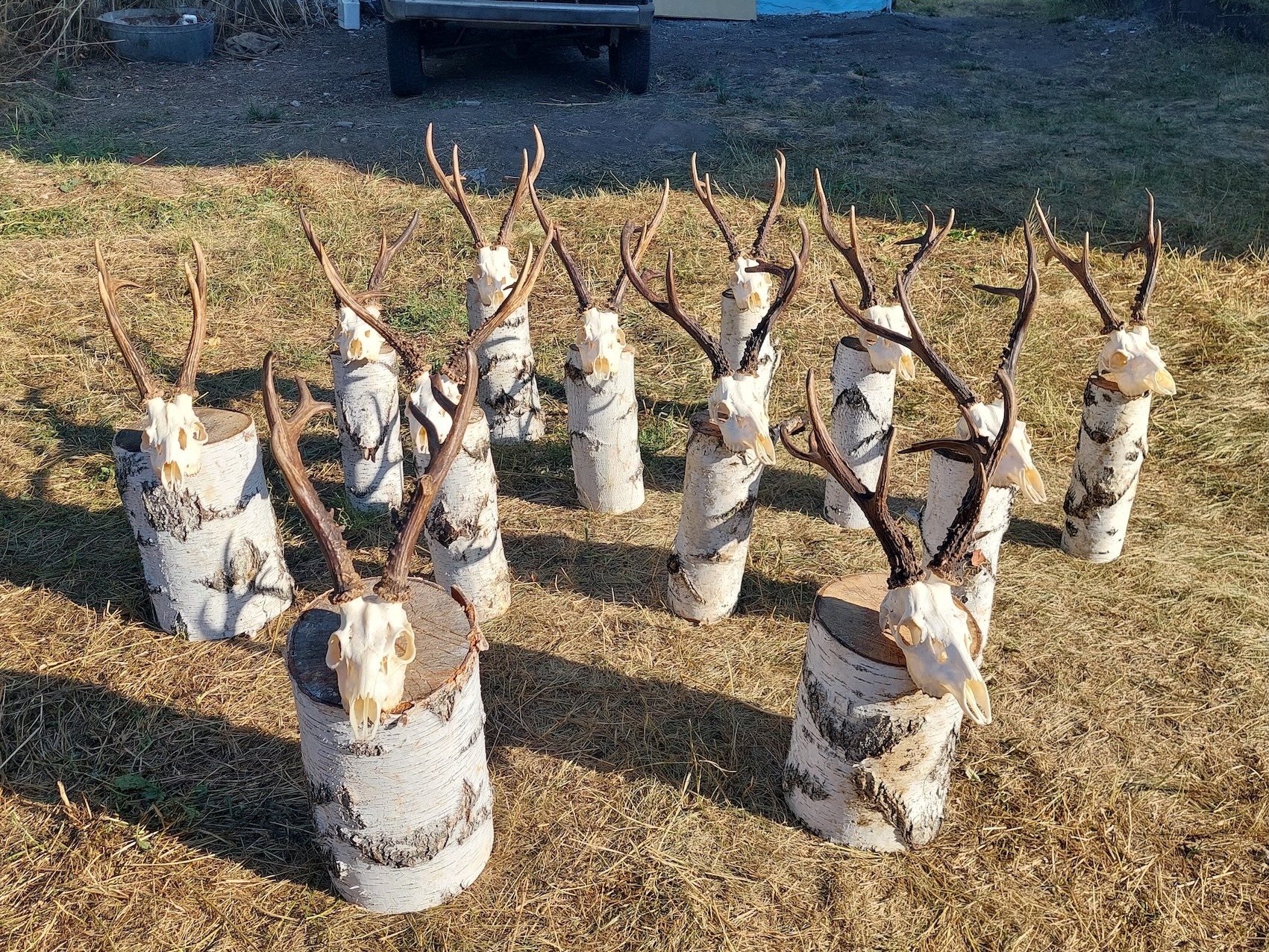 Oroszország Szibériai őzbak vadászat