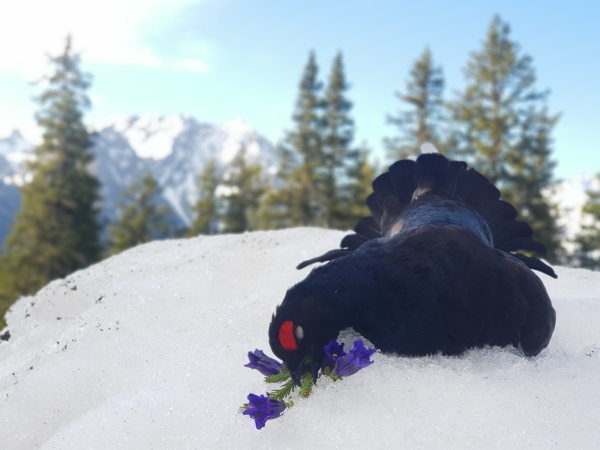 Nyírfajd vadászat Ausztriában