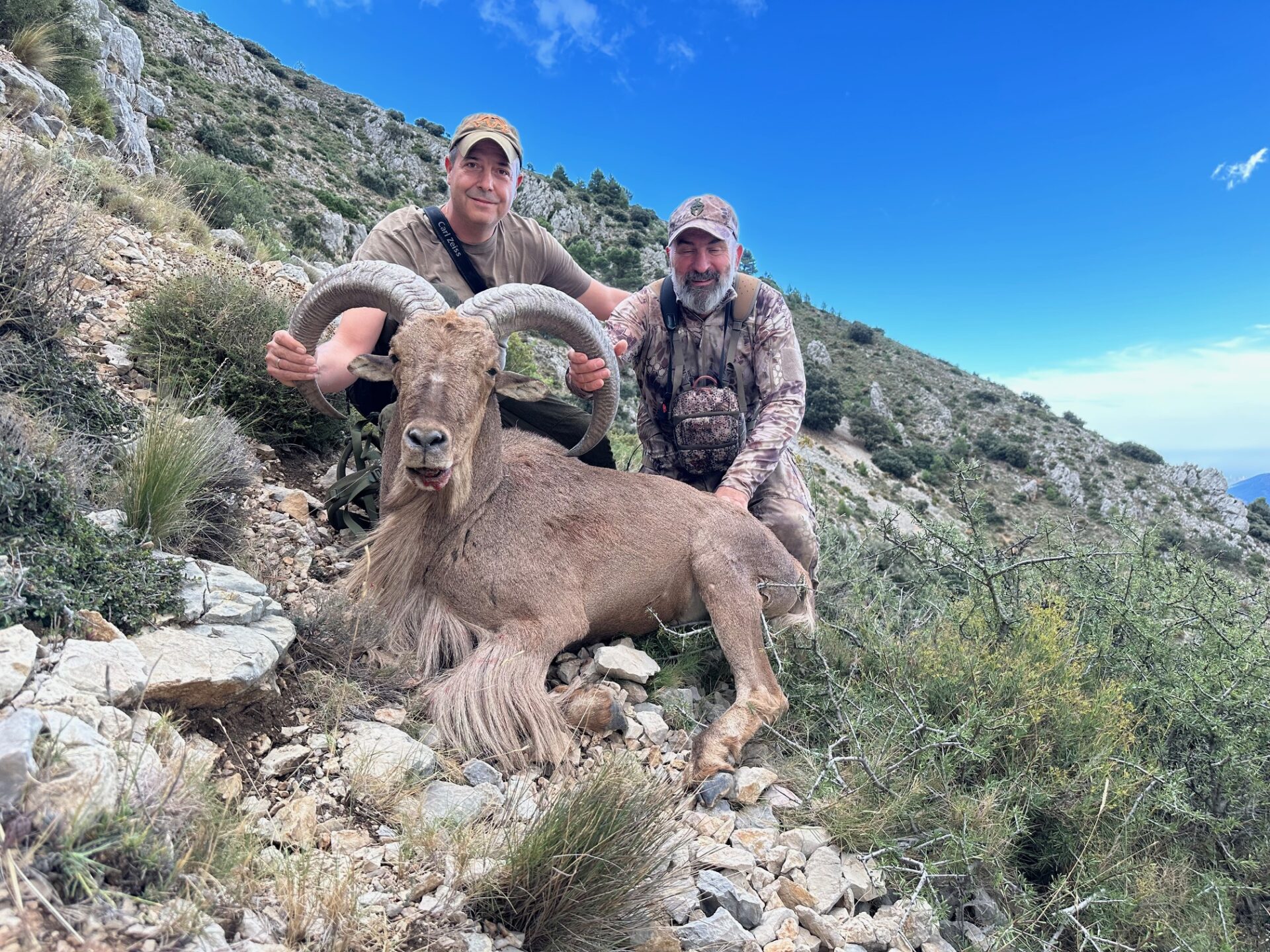 Spanyolország sörényes juh