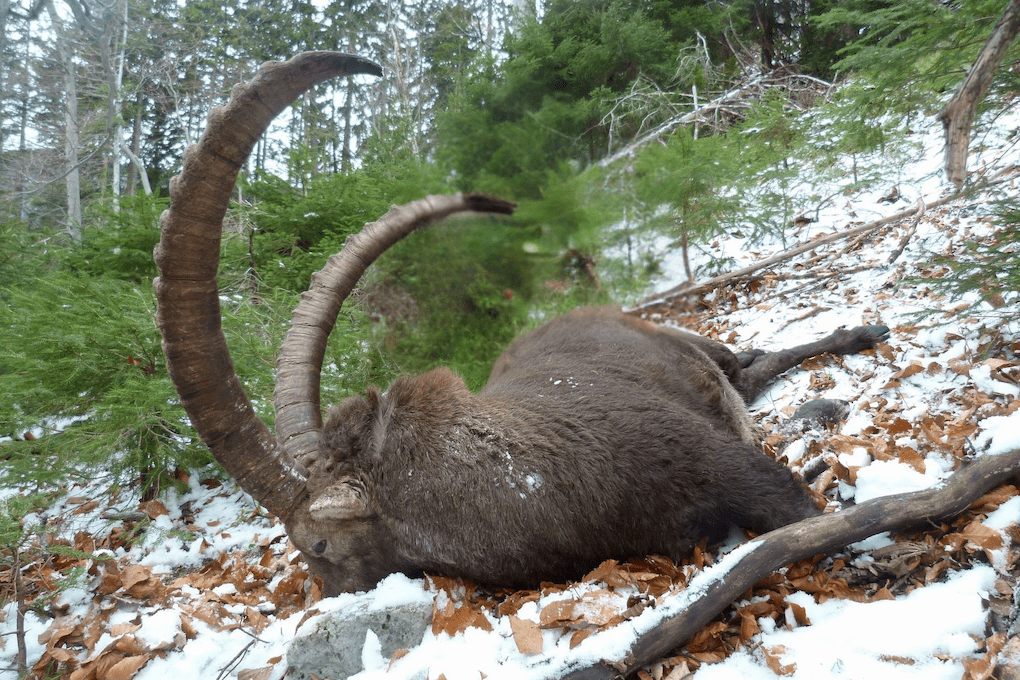 Alpesi kőszáli kecske vadászat