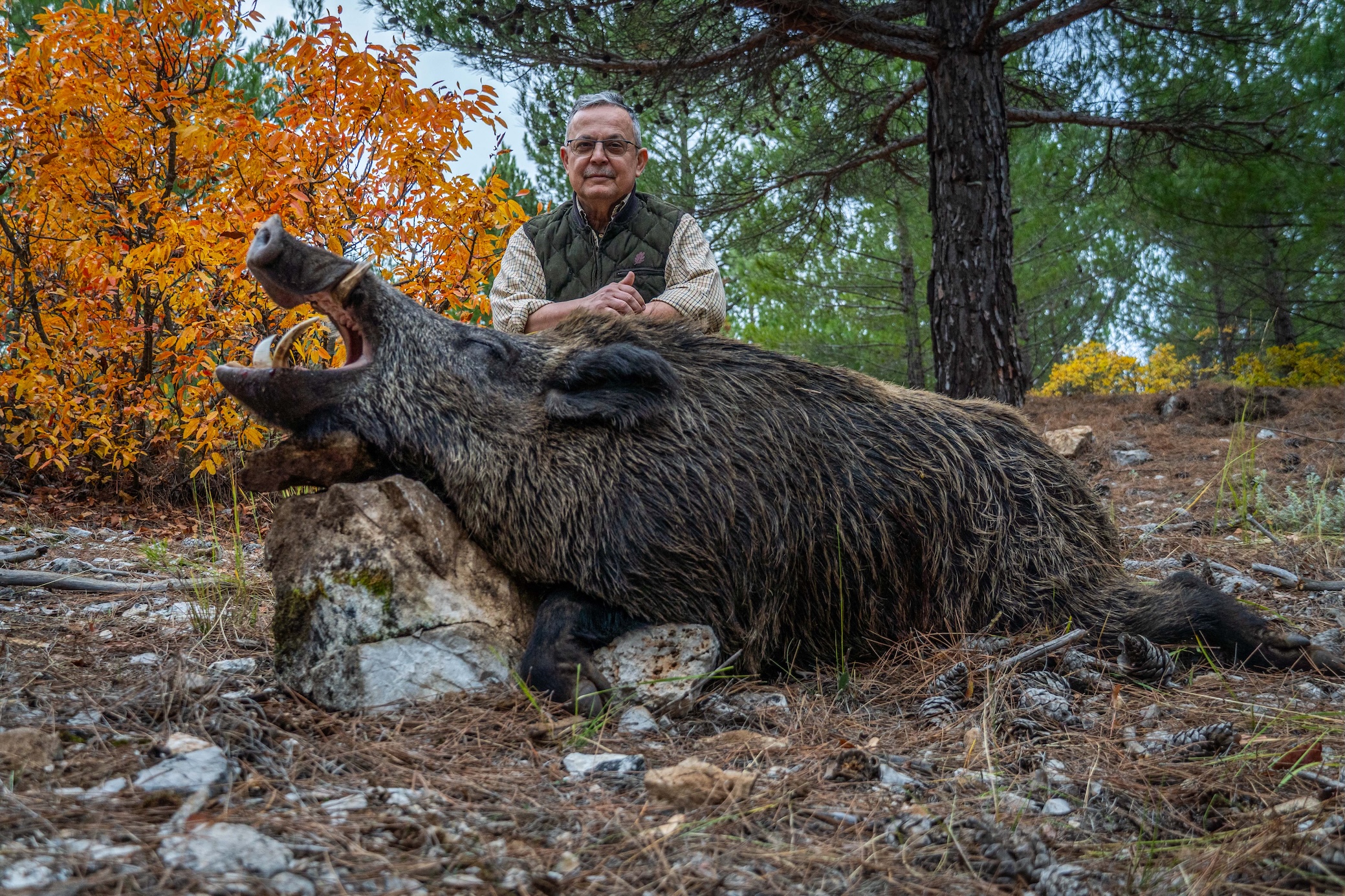 Vaddisznó vadászat Törökország