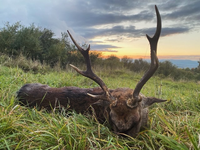 Szikaszarvas vadászat