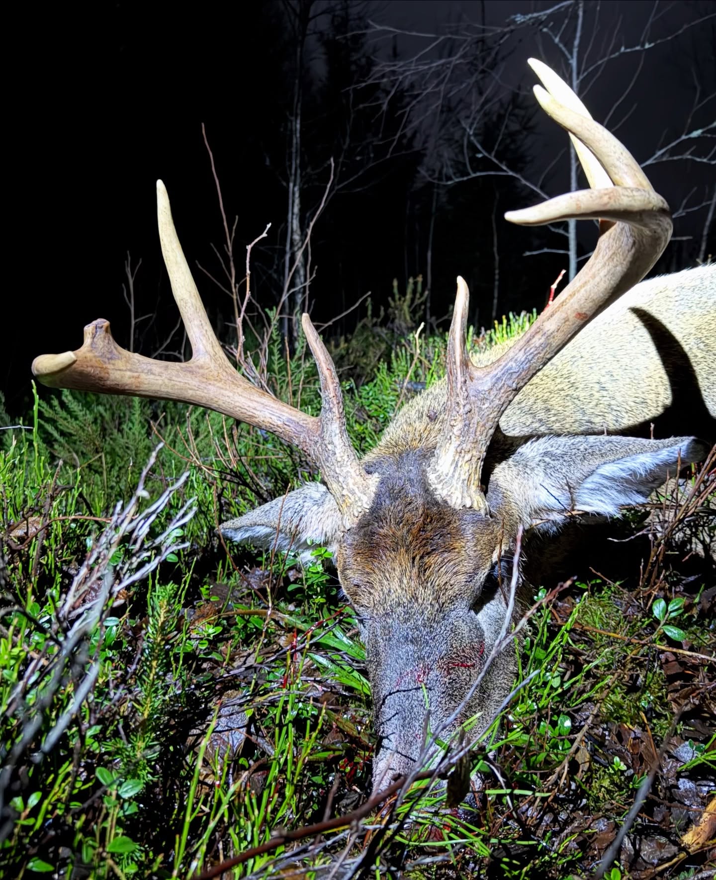 Fehérfarkú szarvas